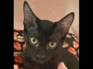 Gato raça SRD-ViraLata idade 2 a 6 meses nome CAFUNÉ