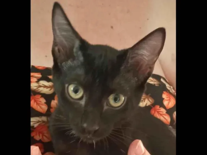 Gato raça SRD-ViraLata idade 2 a 6 meses nome CAFUNÉ