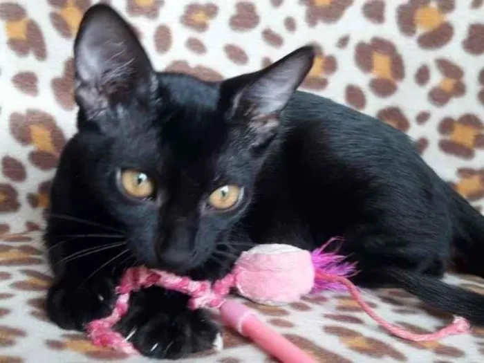 Gato ra a SRD-ViraLata idade 2 a 6 meses nome PANTERINHA