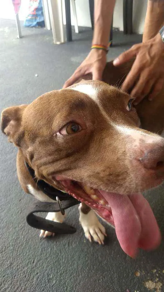 Cachorro raça Amerin Bull mestiço idade 3 anos nome Mel