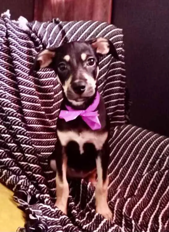 Cachorro ra a Mestiça  idade 2 a 6 meses nome Tina 