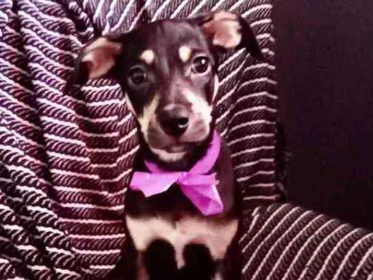 Cachorro ra a Mestiça  idade 2 a 6 meses nome Tina 