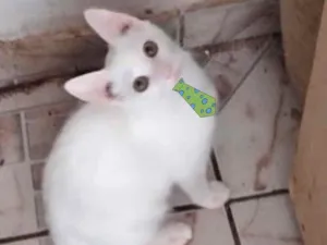 Gato raça SRD idade 2 a 6 meses nome Snow 