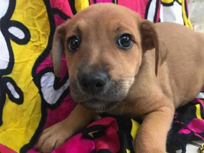 Cachorro raça Sem Raça Definida idade Abaixo de 2 meses nome Sem nome