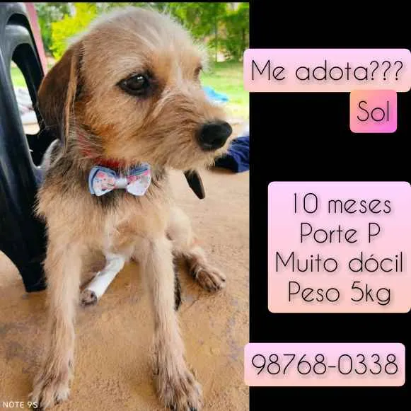 Cachorro raça SRD idade 7 a 11 meses nome Sol