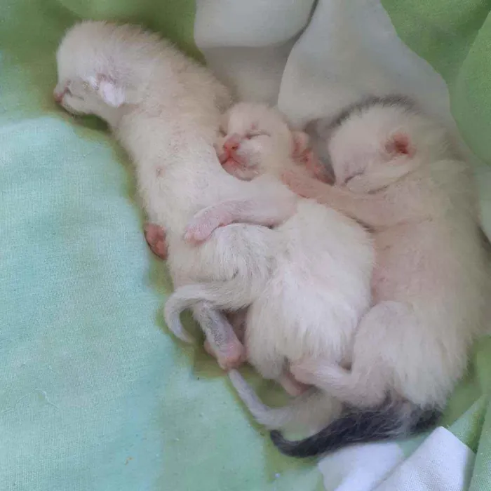 Gato raça Não discriminado  idade Abaixo de 2 meses nome Sem nomes
