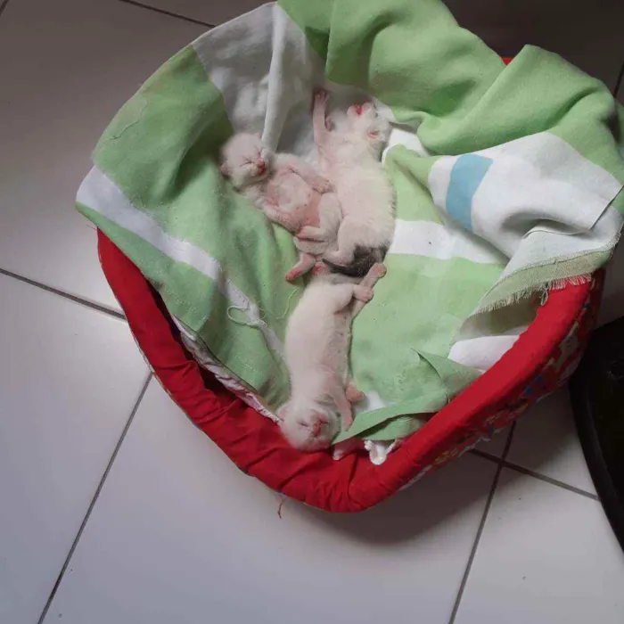 Gato raça Não discriminado  idade Abaixo de 2 meses nome Sem nomes