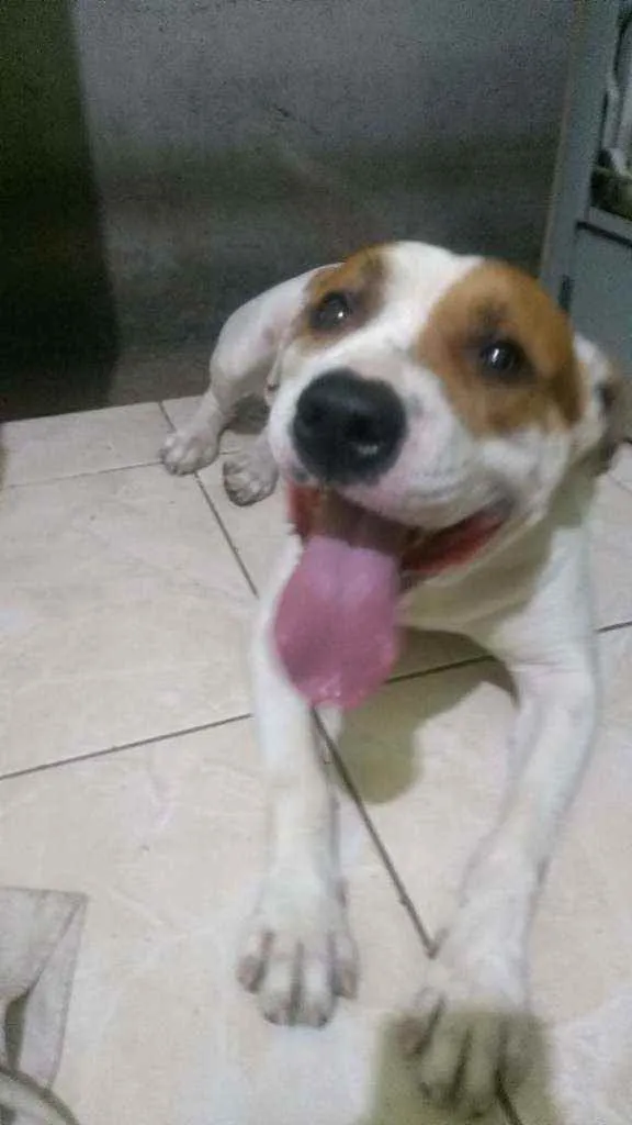 Cachorro ra a Pitbull  idade 2 anos nome Thor 