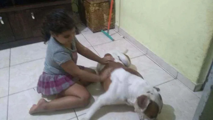 Cachorro ra a Pitbull  idade 2 anos nome Thor 