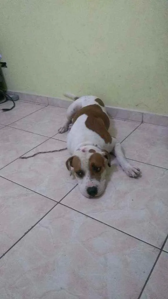 Cachorro ra a Pitbull  idade 2 anos nome Thor 