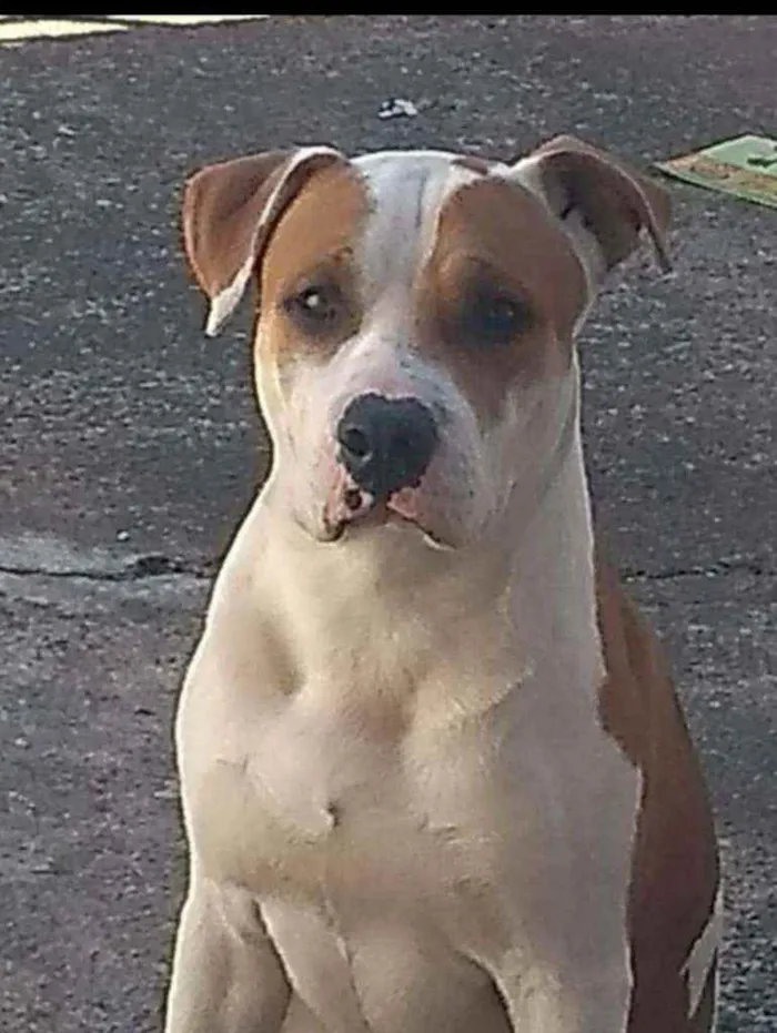 Cachorro ra a Pitbull  idade 2 anos nome Thor 