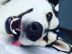Cachorro raça Husky Siberiano idade 3 anos nome Charllie