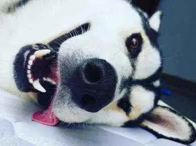 Cachorro raça Husky Siberiano idade 3 anos nome Charllie