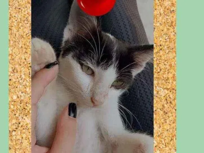 Gato ra a SRD-ViraLata idade 2 a 6 meses nome Chanel