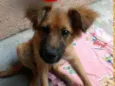 Bailey