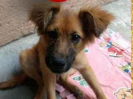 Cachorro ra a SRD-ViraLata idade 2 a 6 meses nome Bailey