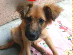 Cachorro raça SRD-ViraLata idade 2 a 6 meses nome Bailey