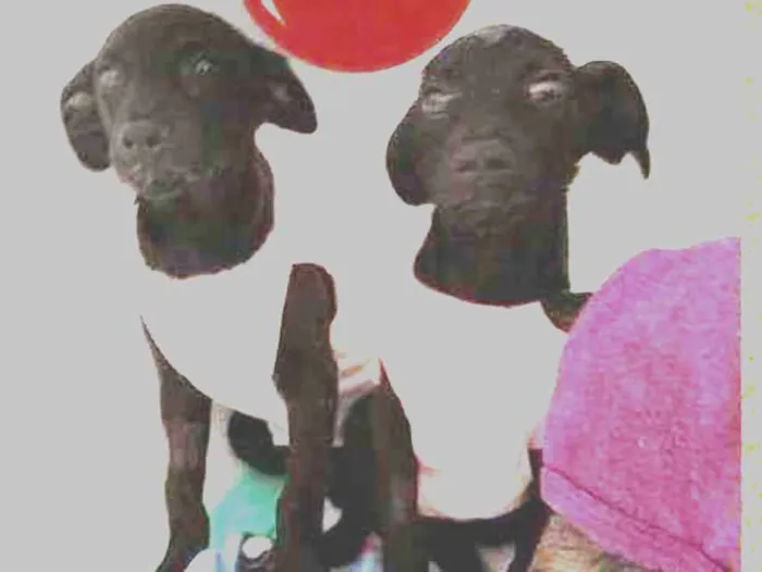 Cachorro ra a SRD-ViraLata idade 2 a 6 meses nome Princesa e Lady