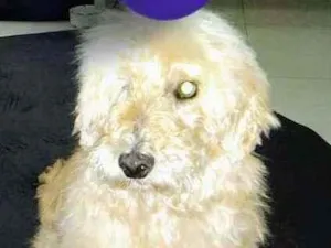 Cachorro raça srd idade 4 anos nome Pirata