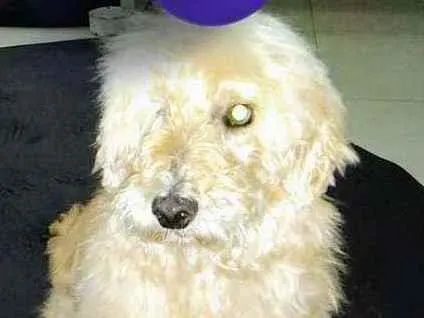 Cachorro ra a srd idade 4 anos nome Pirata