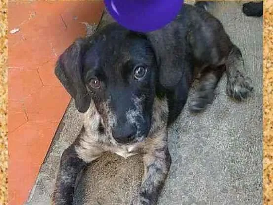 Cachorro ra a SRD-ViraLata idade 2 a 6 meses nome Barney