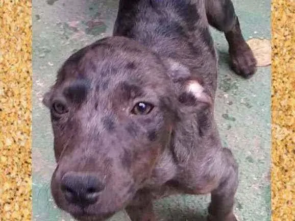 Cachorro ra a SRD-ViraLata idade 2 a 6 meses nome Lord
