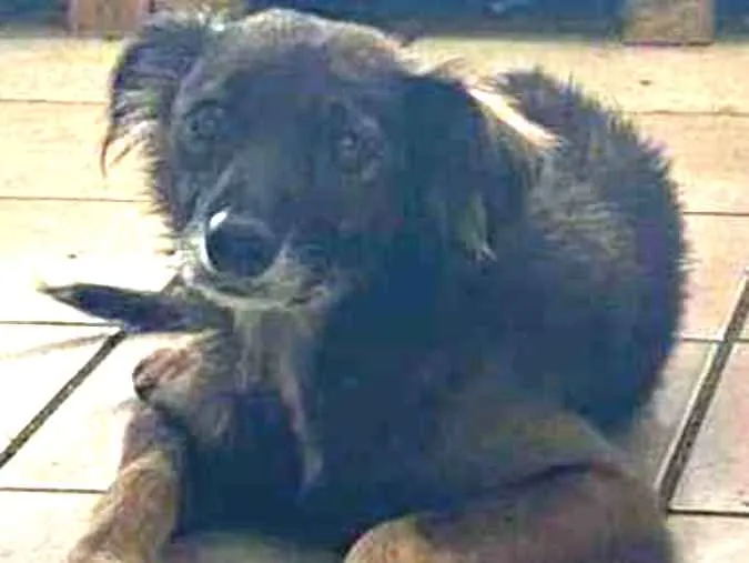 Cachorro raça Srd idade 1 ano nome Bob