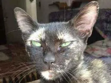 Gato raça srd idade 7 a 11 meses nome Malhada