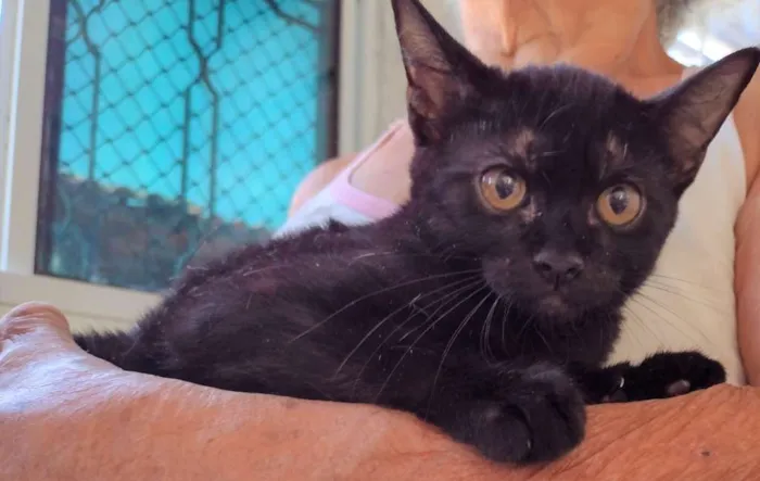 Gato ra a SRD-ViraLata idade 2 a 6 meses nome Naomi