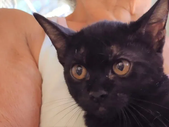 Gato ra a SRD-ViraLata idade 2 a 6 meses nome Naomi