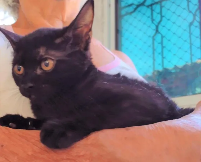 Gato ra a SRD-ViraLata idade 2 a 6 meses nome Naomi