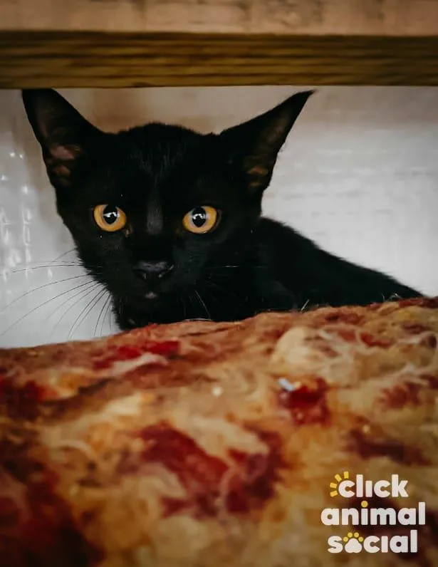 Gato ra a SRD-ViraLata idade 2 a 6 meses nome Naomi