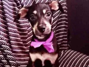 Cachorro raça Mestiça  idade 2 a 6 meses nome Tina 