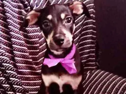 Cachorro ra a Mestiça  idade 2 a 6 meses nome Tina 