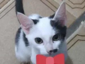 Gato raça SRD idade 2 a 6 meses nome Sabrina 