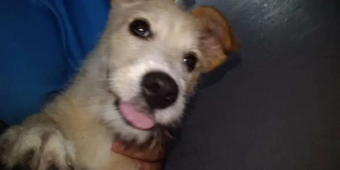 Cachorro ra a SRD-ViraLata idade 2 a 6 meses nome Meg
