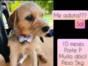 Cachorro raça SRD idade 7 a 11 meses nome Sol