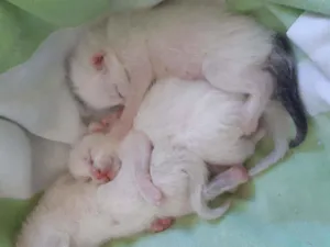 Gato raça Não discriminado  idade Abaixo de 2 meses nome Sem nomes