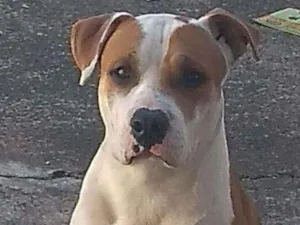 Cachorro raça Pitbull  idade 2 anos nome Thor 