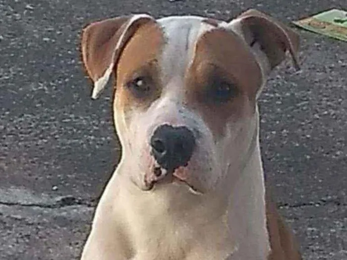 Cachorro ra a Pitbull  idade 2 anos nome Thor 