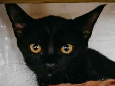 Gato ra a SRD-ViraLata idade 2 a 6 meses nome Naomi