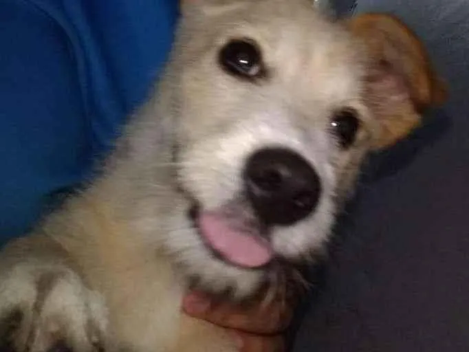 Cachorro ra a SRD-ViraLata idade 2 a 6 meses nome Meg