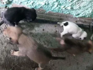 Cachorro raça Viralata idade 2 a 6 meses nome Sem kome