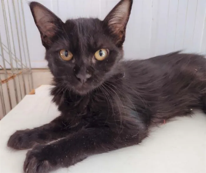 Gato ra a SRD-ViraLata idade 2 a 6 meses nome Shiva