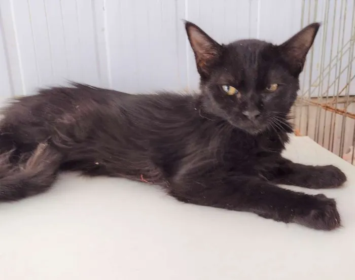 Gato ra a SRD-ViraLata idade 2 a 6 meses nome Shiva