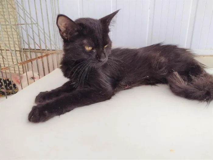 Gato ra a SRD-ViraLata idade 2 a 6 meses nome Shiva