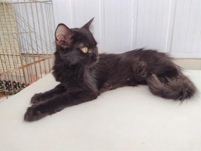 Gato ra a SRD-ViraLata idade 2 a 6 meses nome Shiva
