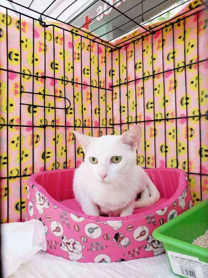 Gato raça Srd  idade 1 ano nome Madhu