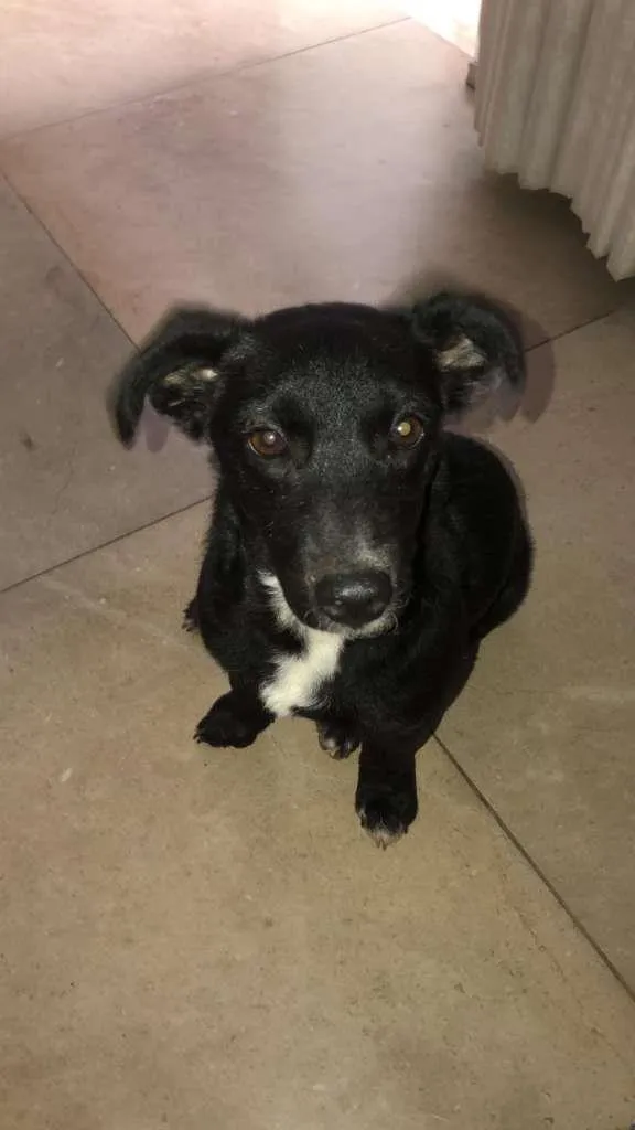 Cachorro raça Nao sei idade 2 a 6 meses nome Nina