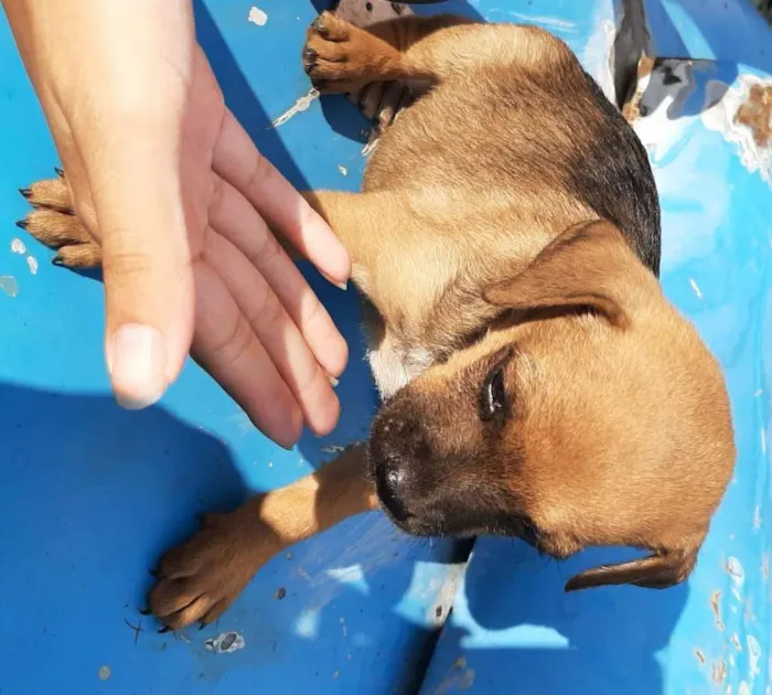 Cachorro ra a SRD-ViraLata idade Abaixo de 2 meses nome Sem nome